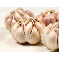 Is garlic safe for dogs?