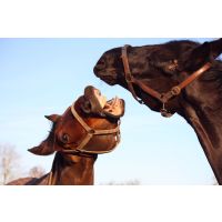 Do you own a hormonal mare?