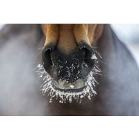 Winter Horse Care: Keeping your horse healthy, happy, and fit in cold weather