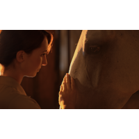 Causes of head shaking in horses and what to do