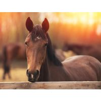 Natural horse care; stabling versus turnout