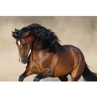 How to create mane to tail shine