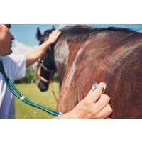  Stomach, or gastric, ulcers in horses