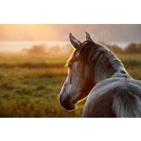 Feeding your horse simply!