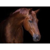 Coat conditioning for horses: Supporting shine from the inside out