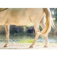 Understanding Australian Stringhalt: Causes, symptoms, and management