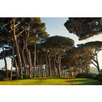 Barking up the right tree