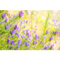 Patterson's Curse and how to protect your horse