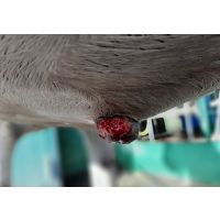 Natural herbal support for sarcoids in horses