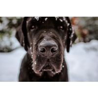 What is winter snow nose?