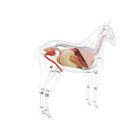 The equine gut microbiome, herbs, soil health and chronic disease in horses