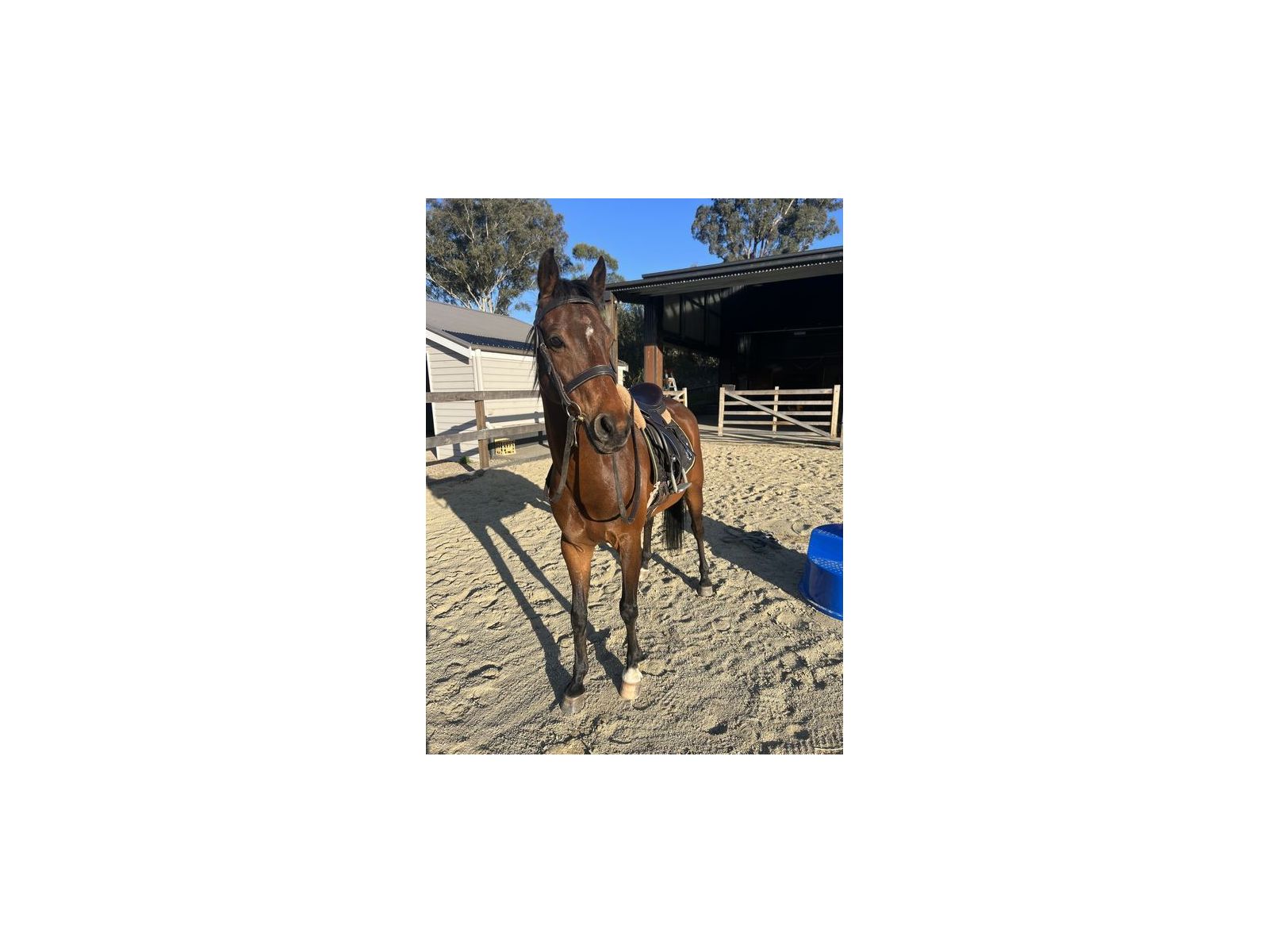 Happy as a horse