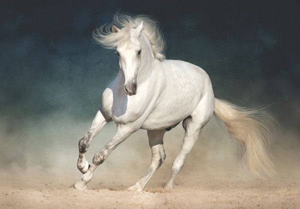 Understanding equine oedema and inflammation