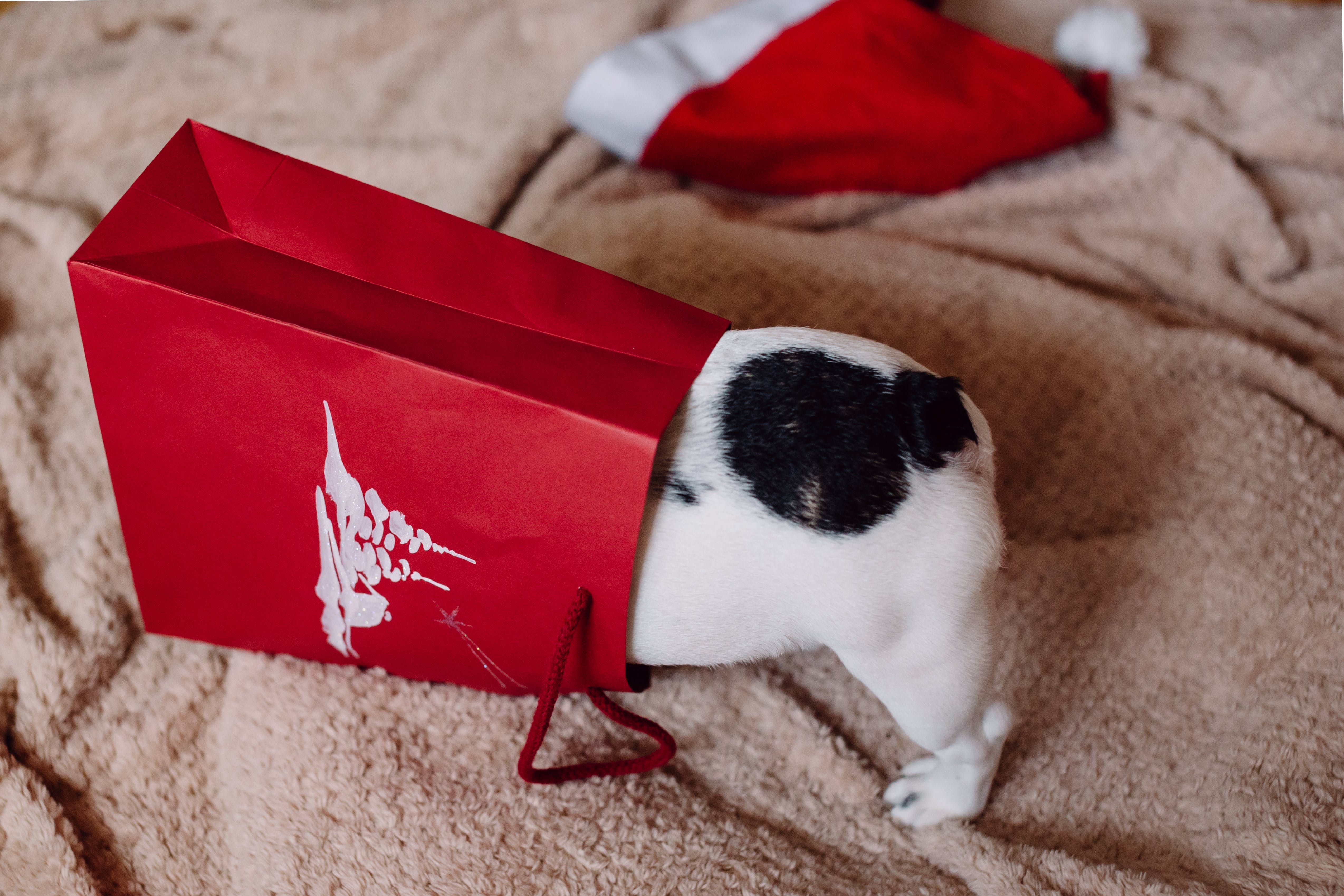 Celebrating Christmas with Pets