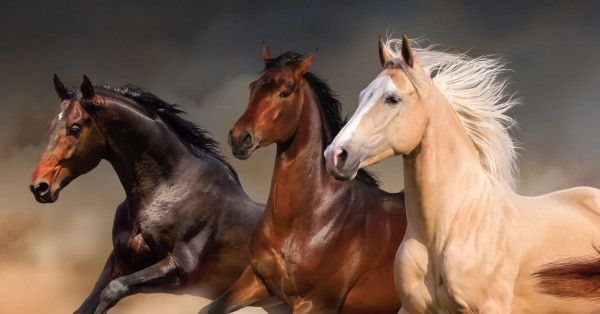 Keeping you and your horse in vibrant good health