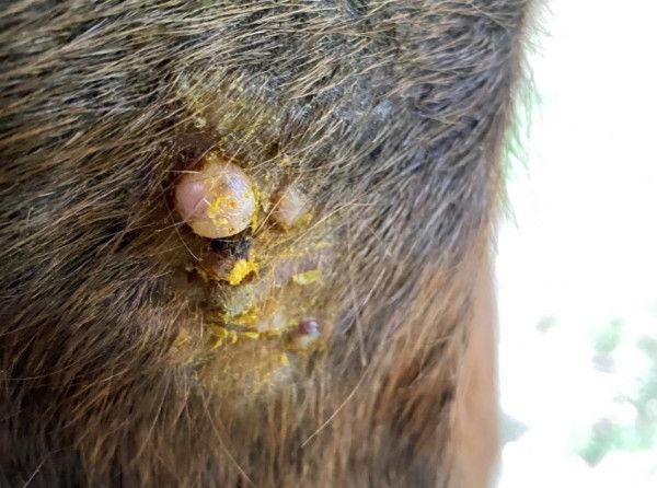 Understanding and treating warts on horses – A holistic guide