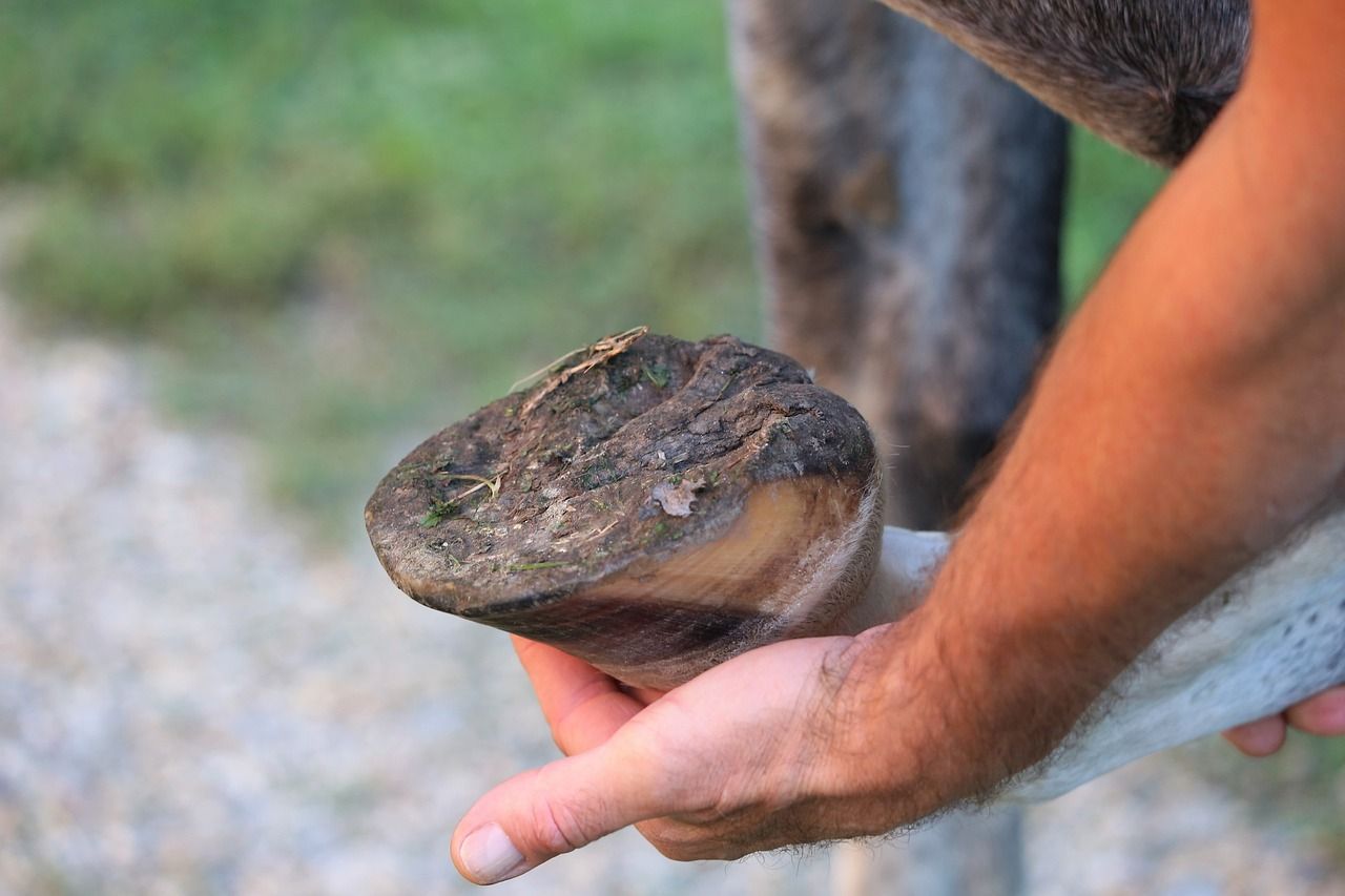 hoof abscess