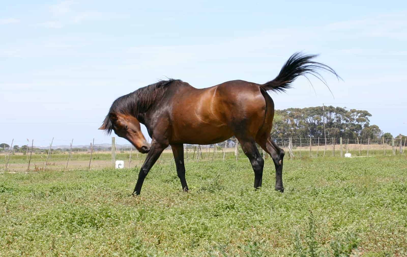 Cushings and Metabolic Syndrome in horses 