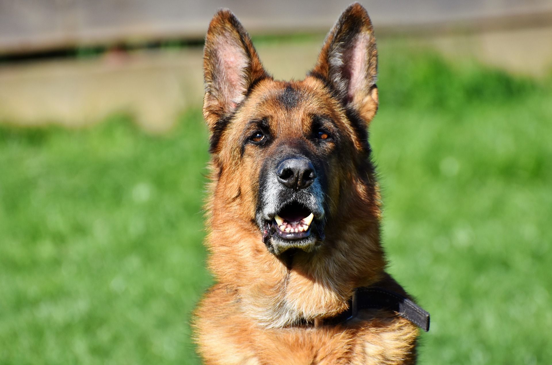 What is Canine Masticatory Muscular Myositis?