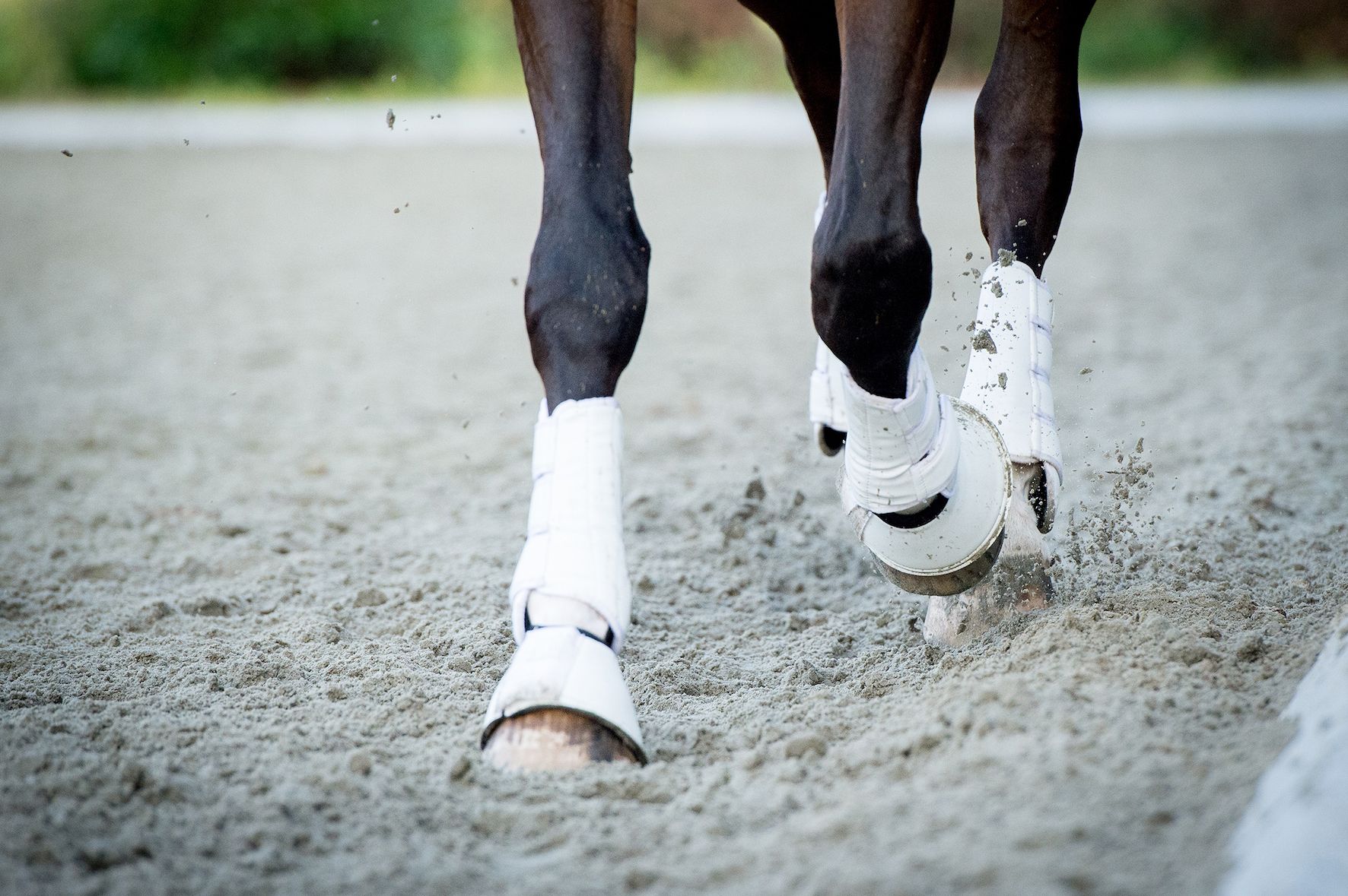 Ringbone in Horses: A holistic approach to bone health