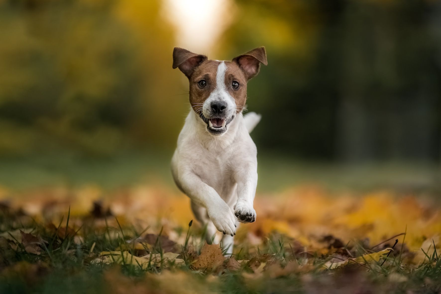 Most common signs of joint pain in dogs