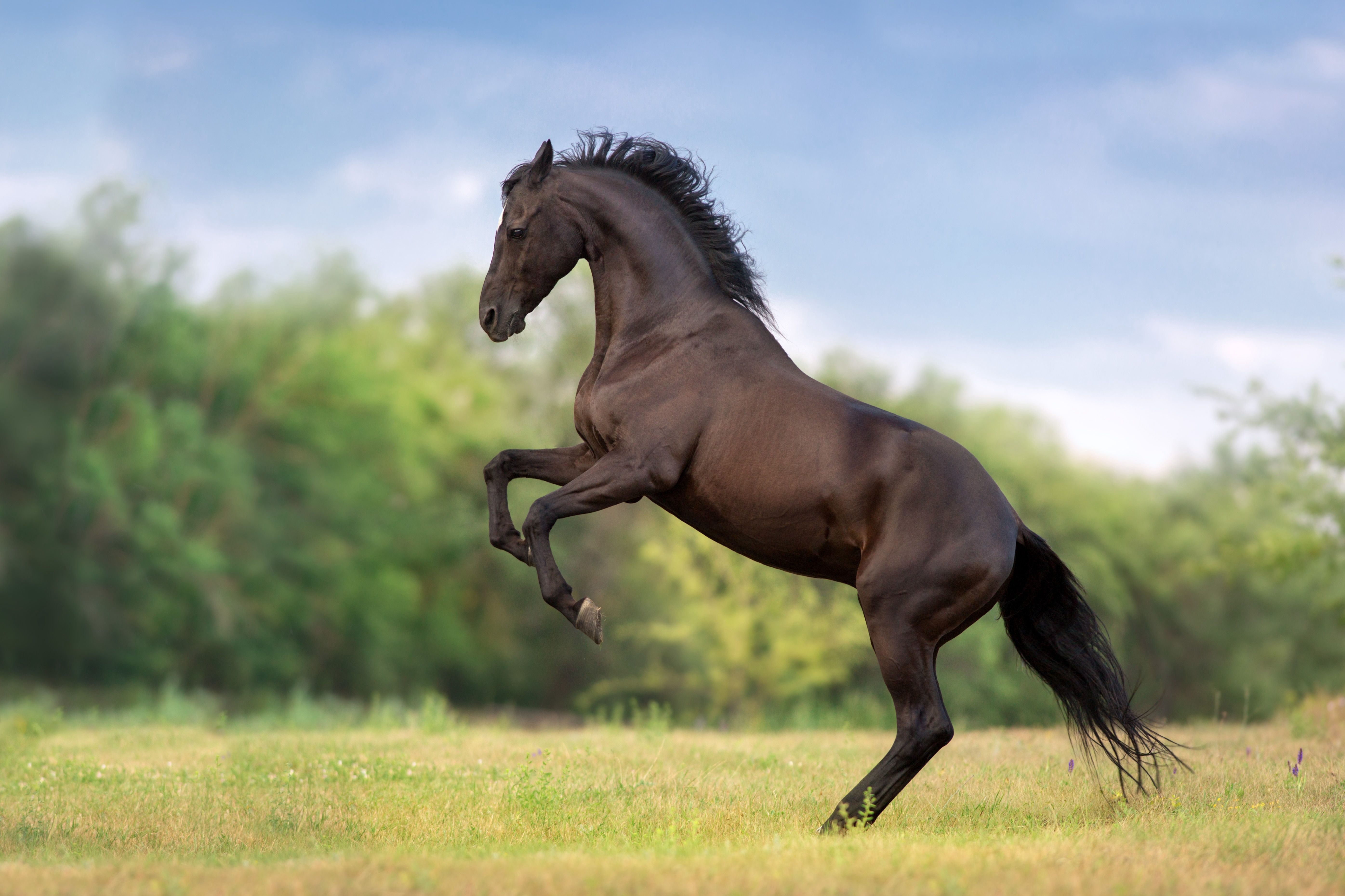 The McDowells approach to laminitis