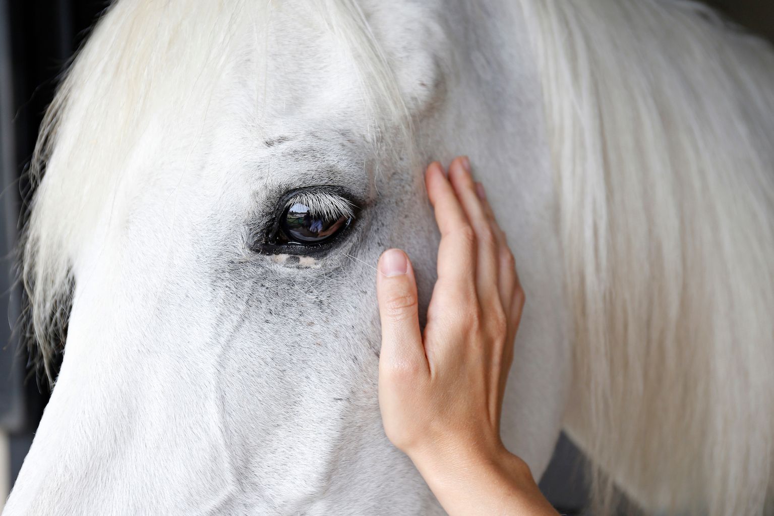 Poulticing your horse: Nature's Time-Tested Remedy