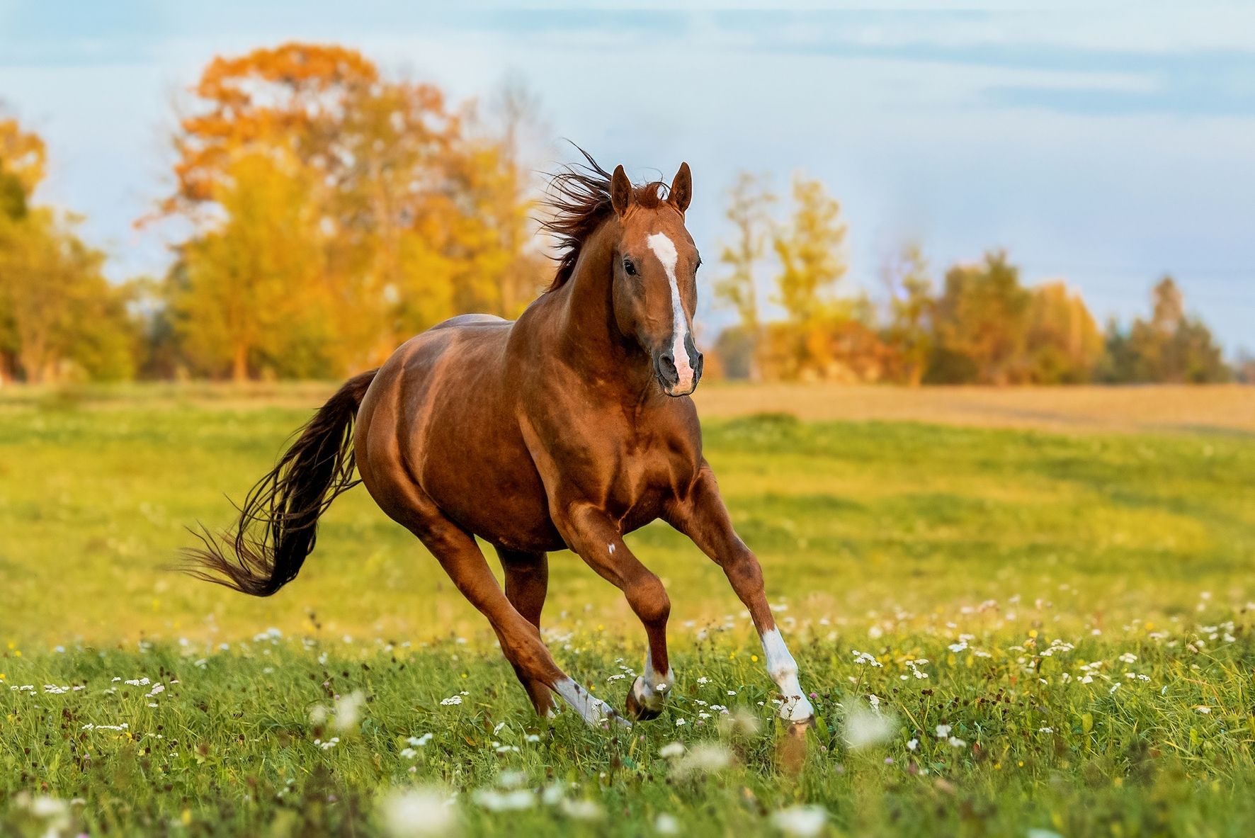 Degenerative Suspensory Ligament Desmitis in horses