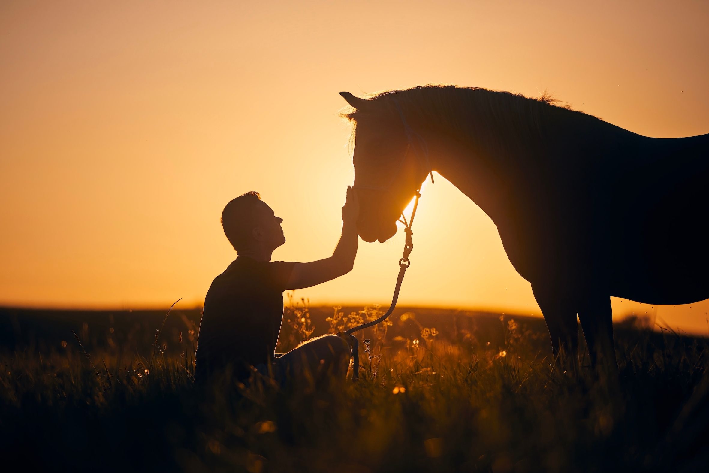 Why is my horse eating dirt or manure? A look at unusual eating habits in horses