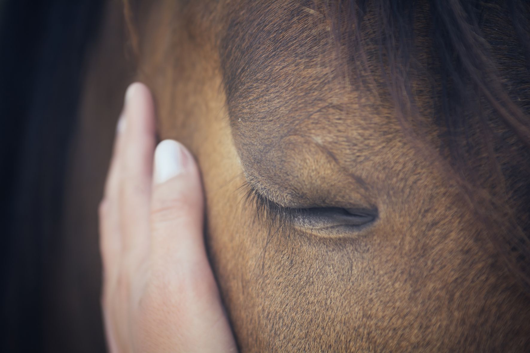 Are Mycotoxins a real threat for horses?