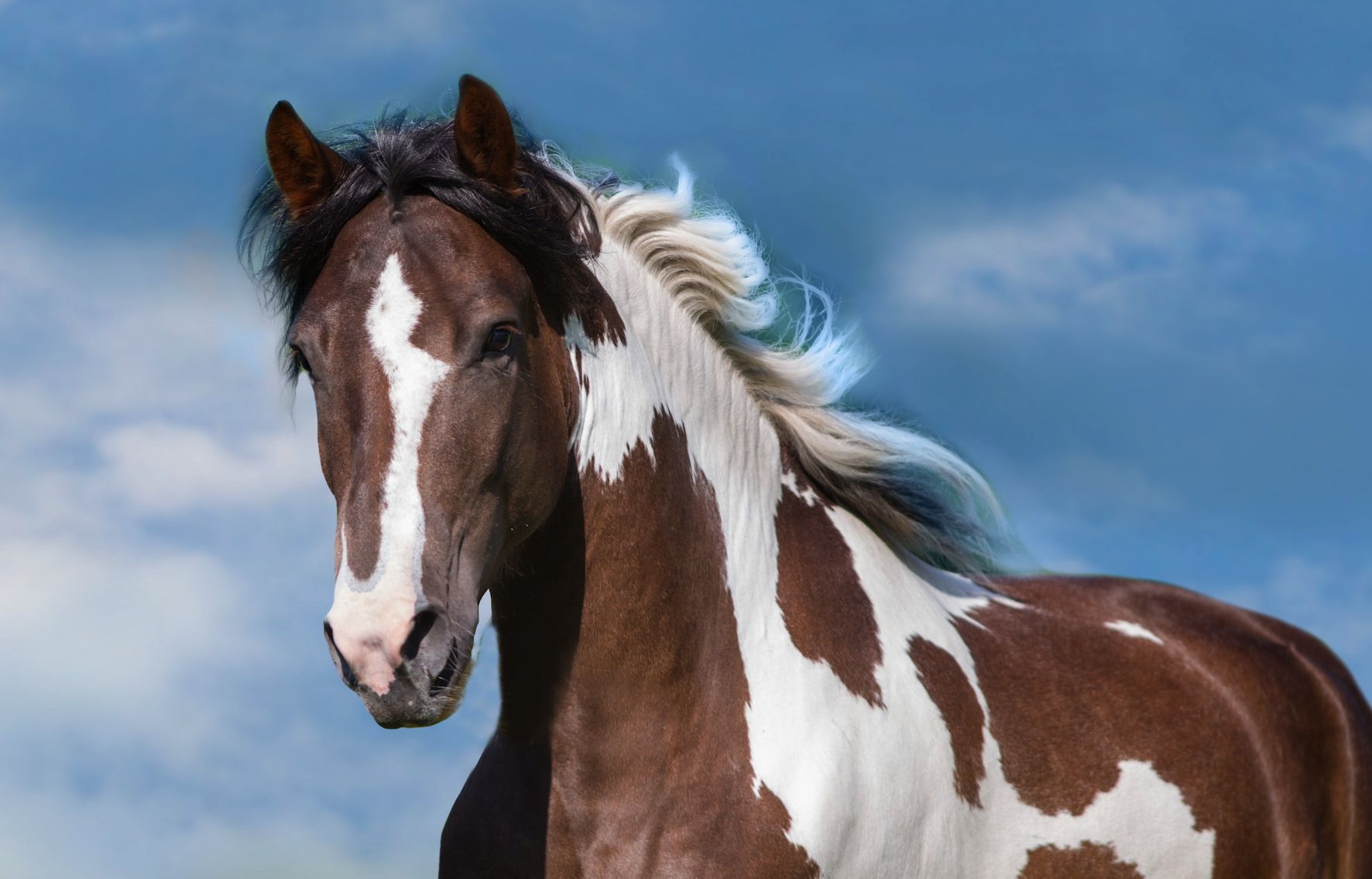 Oxalate pastures and horse health