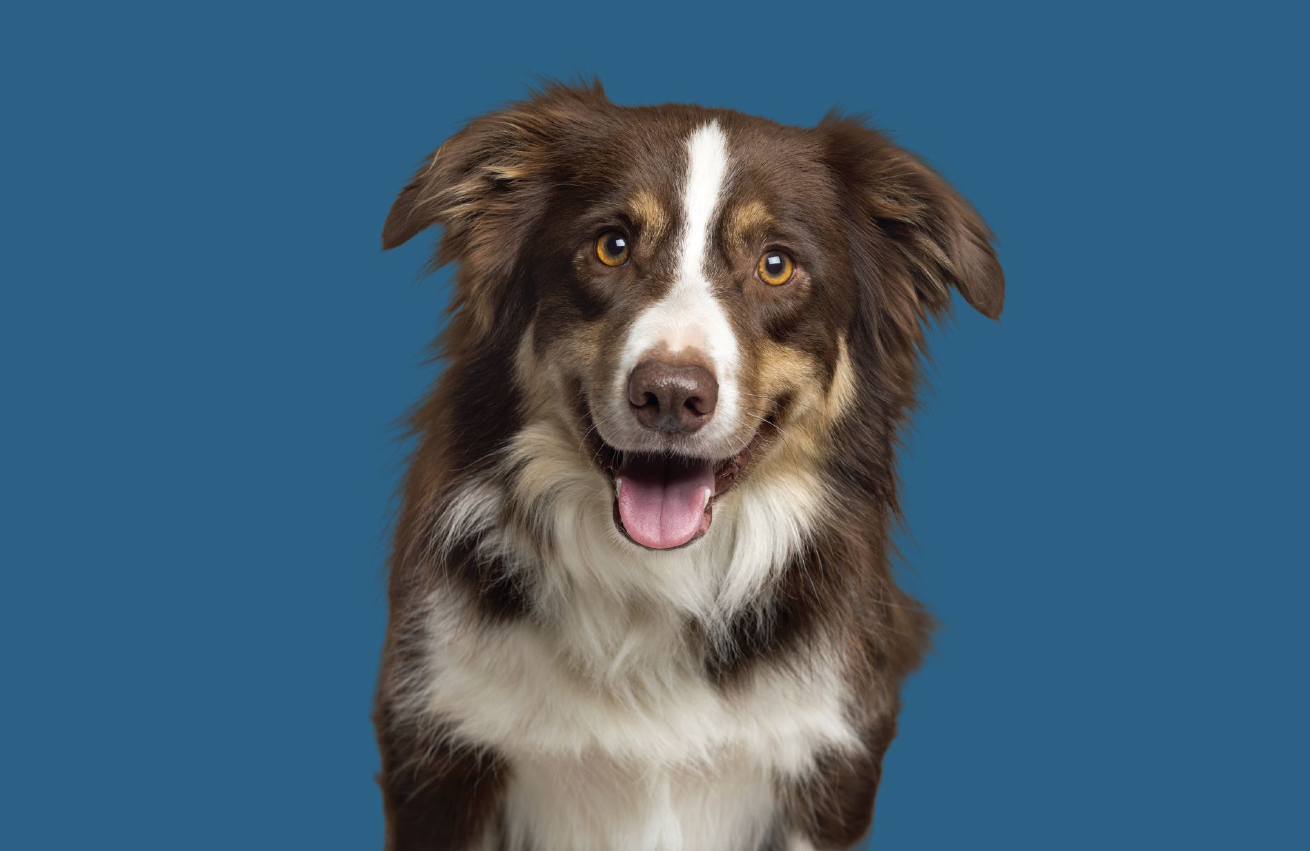 Feeding your dog the 'Roar' way!