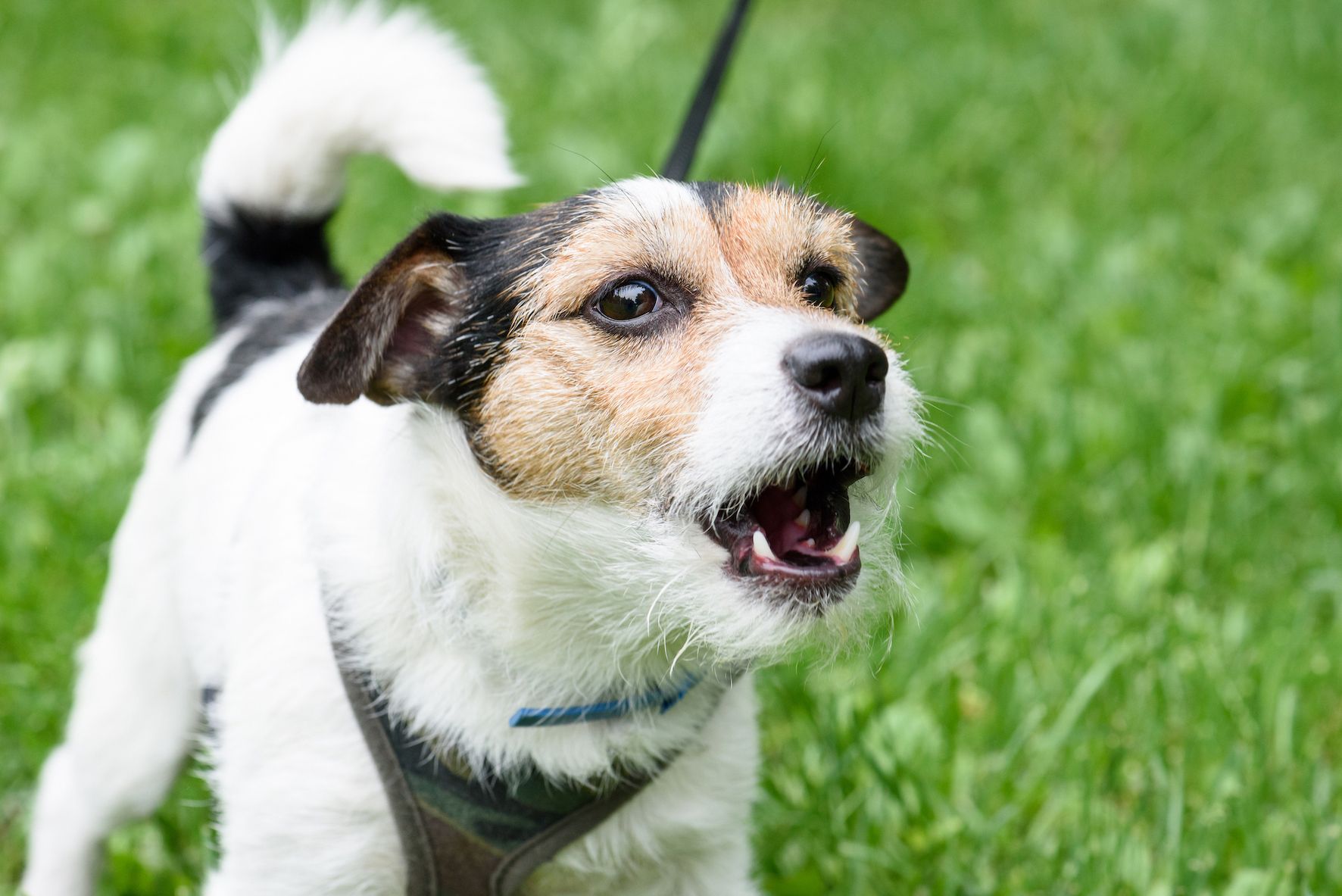 Does your dog’s diet effect his behaviour?