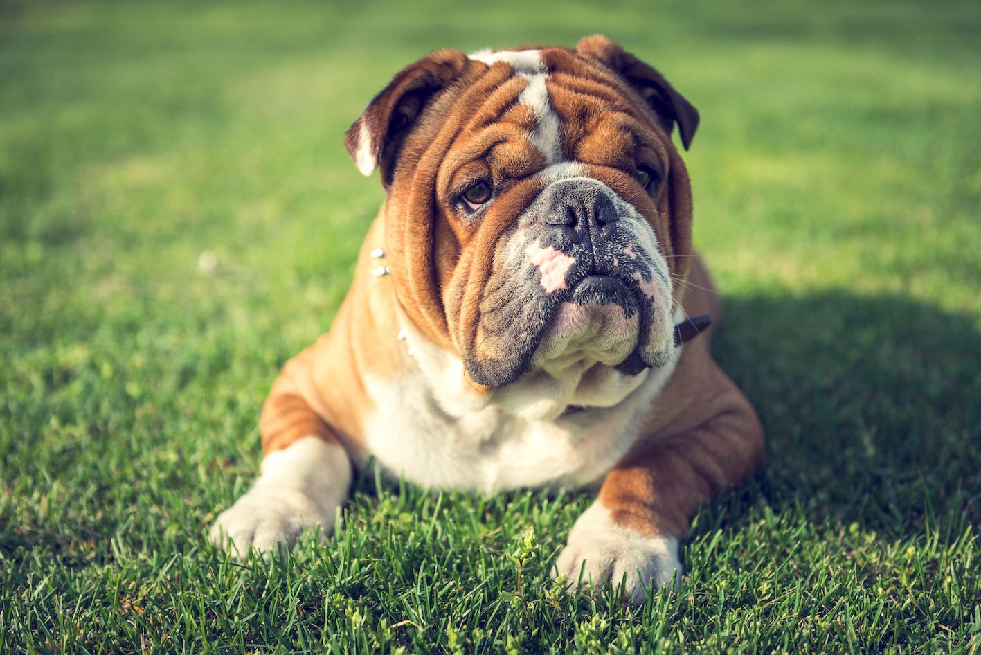 Allergic Rhinitis: Hayfever in dogs