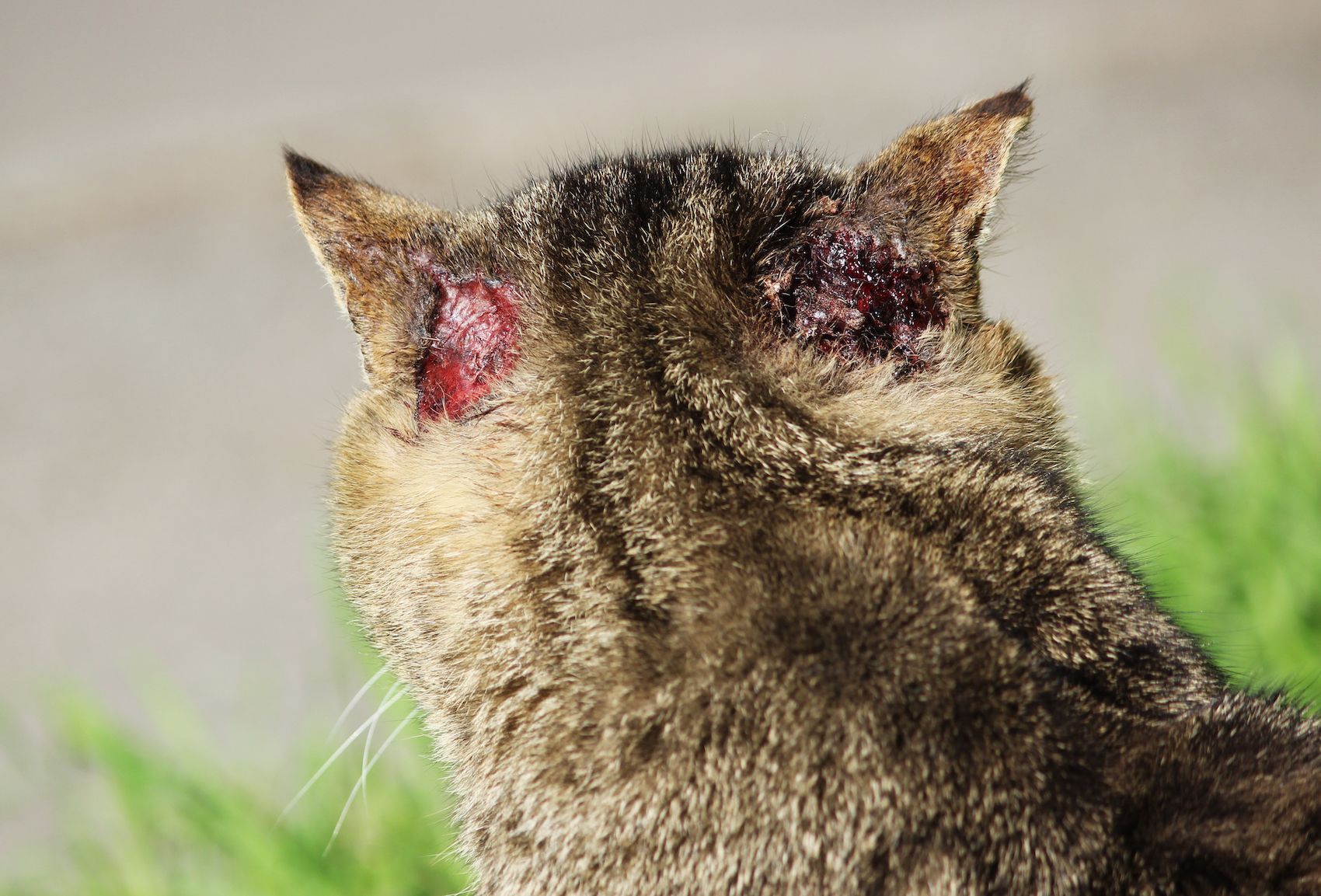 Understanding and managing scabies in cats, naturally