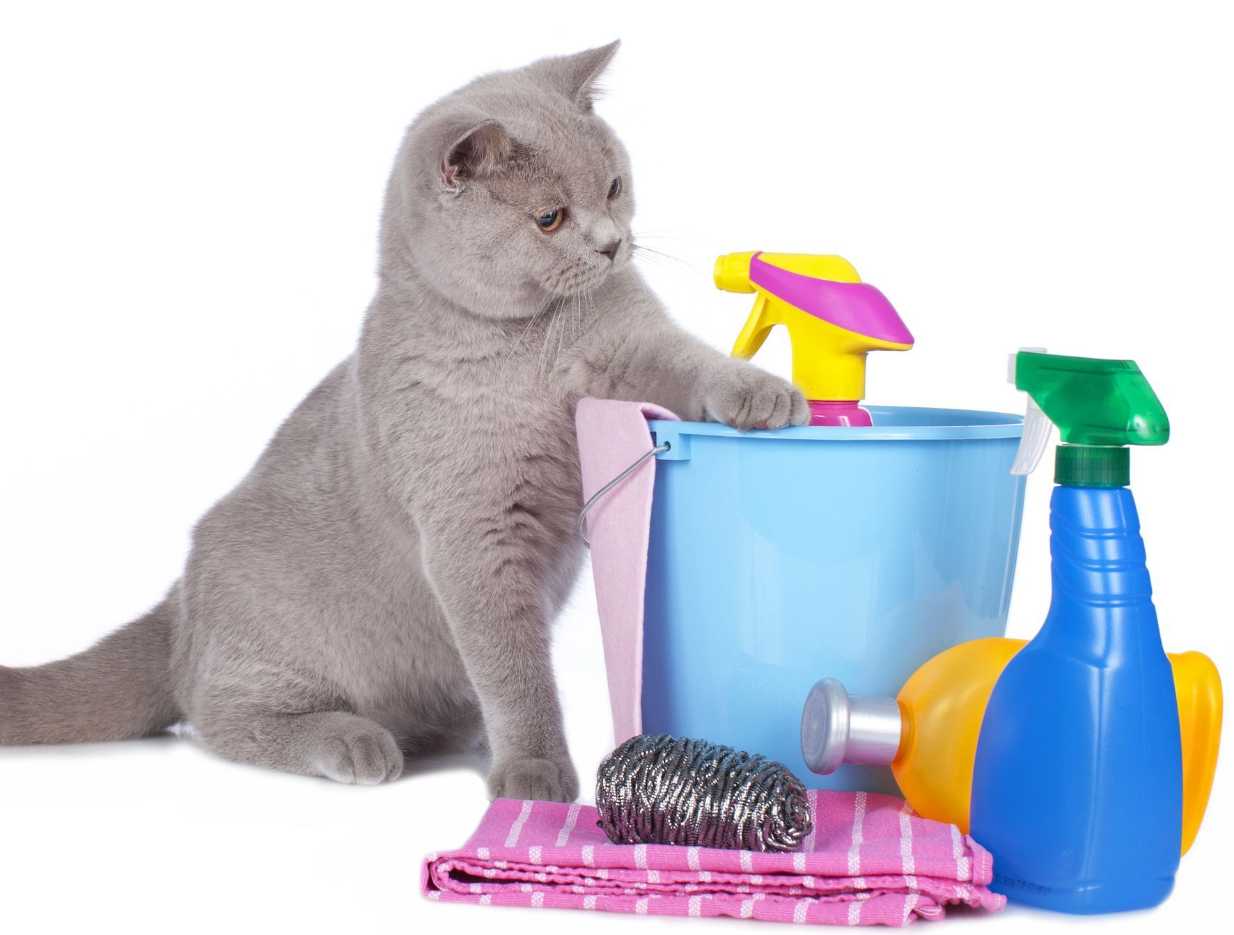 Do artificial fragrances and chemicals effect your pets?