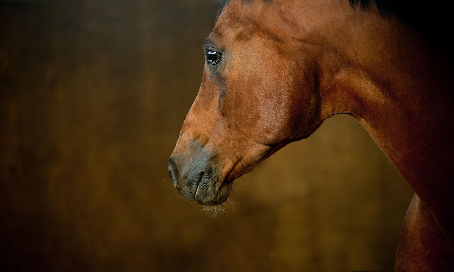 Herbs for the nervous performance horse