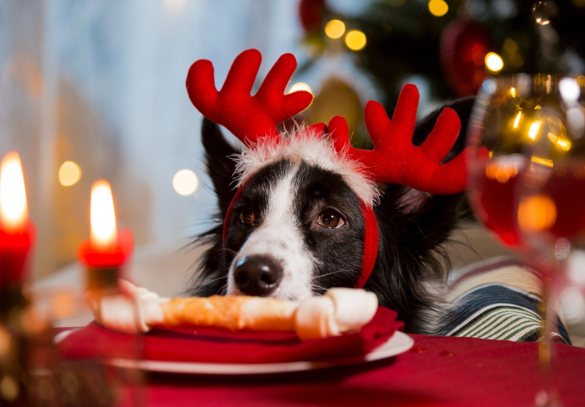 What Christmas food can I share with my dog?