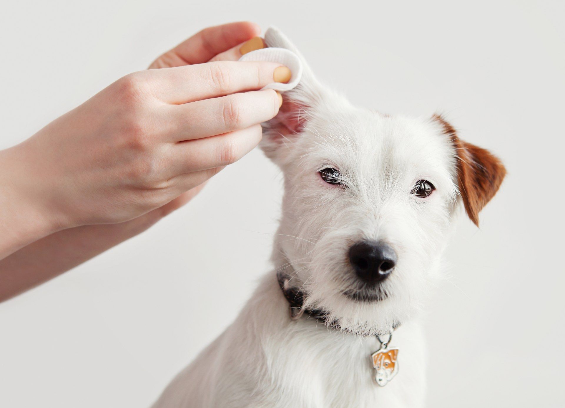 Could persistent ear infections in dogs be driven by allergies?