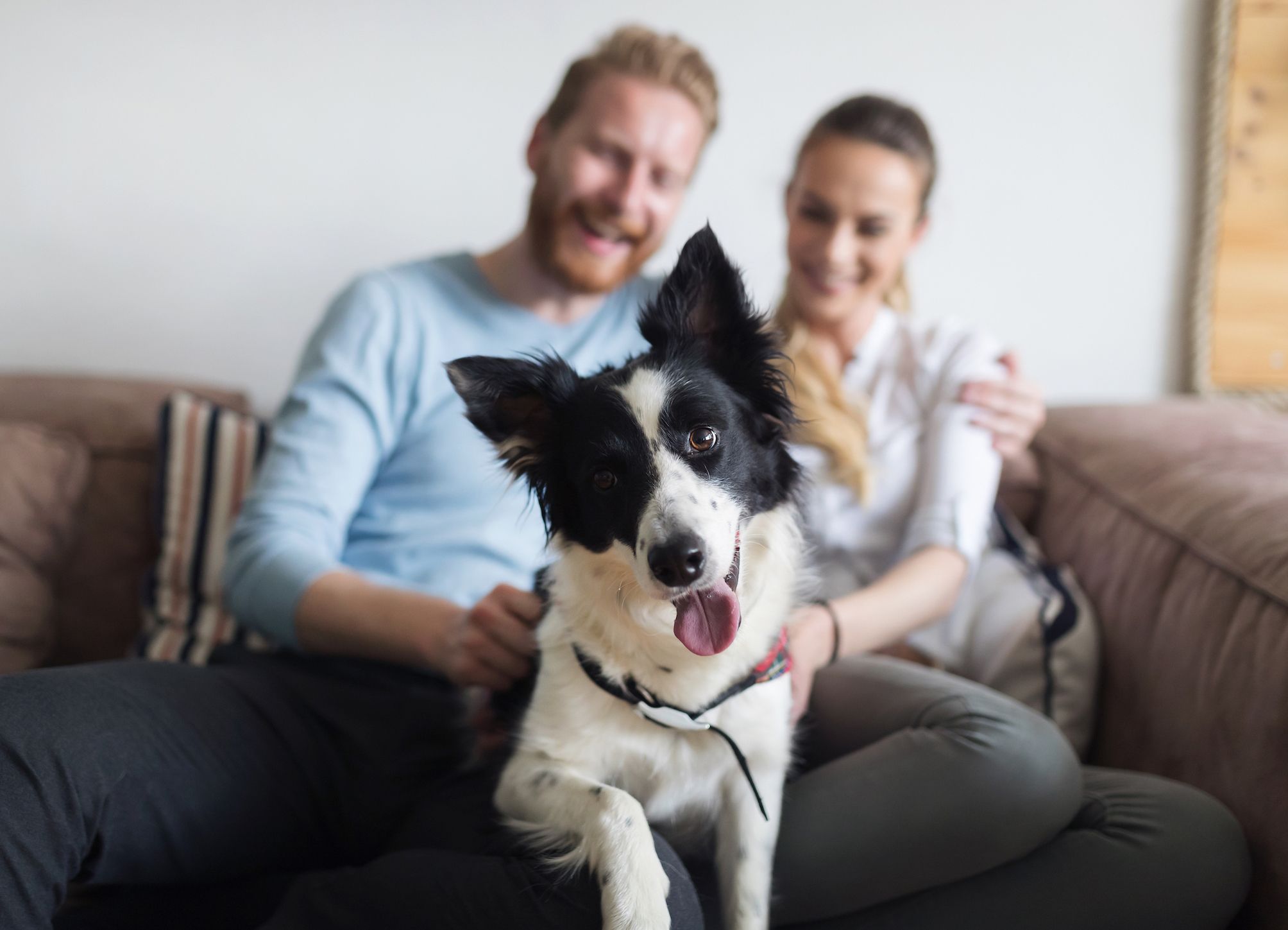 Do we share a microbiome with our pets?