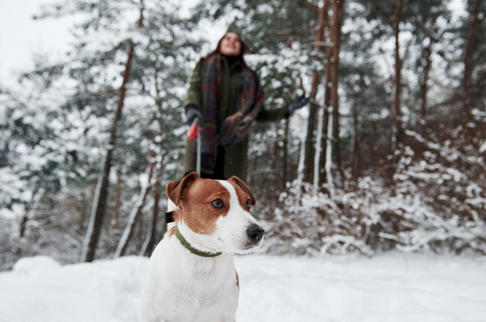 5 ways to keep your dog healthy in the colder months