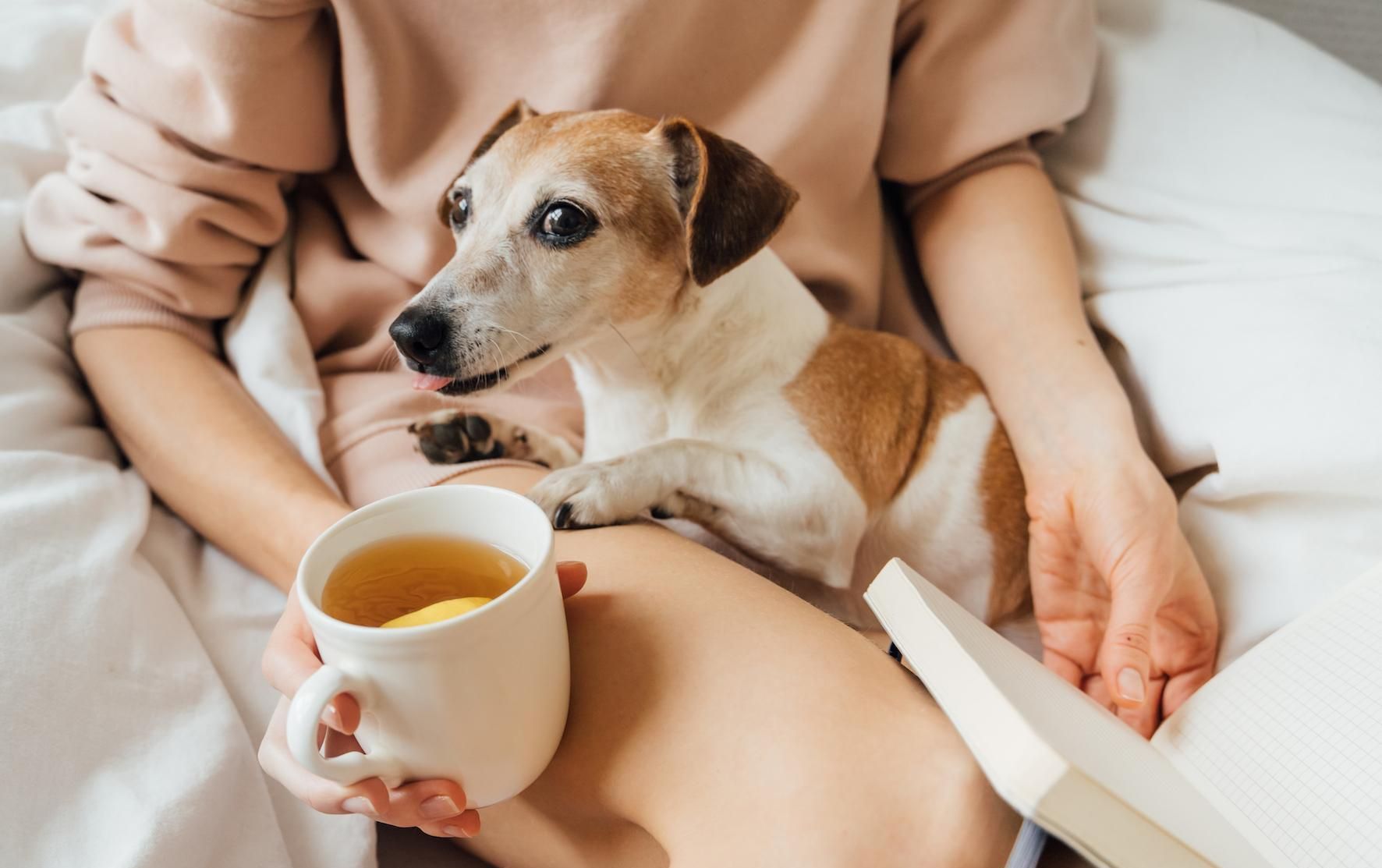 Can I give my pets tea?