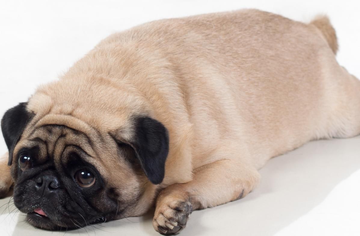 Why do modern dogs seem to struggle with so many health problems?