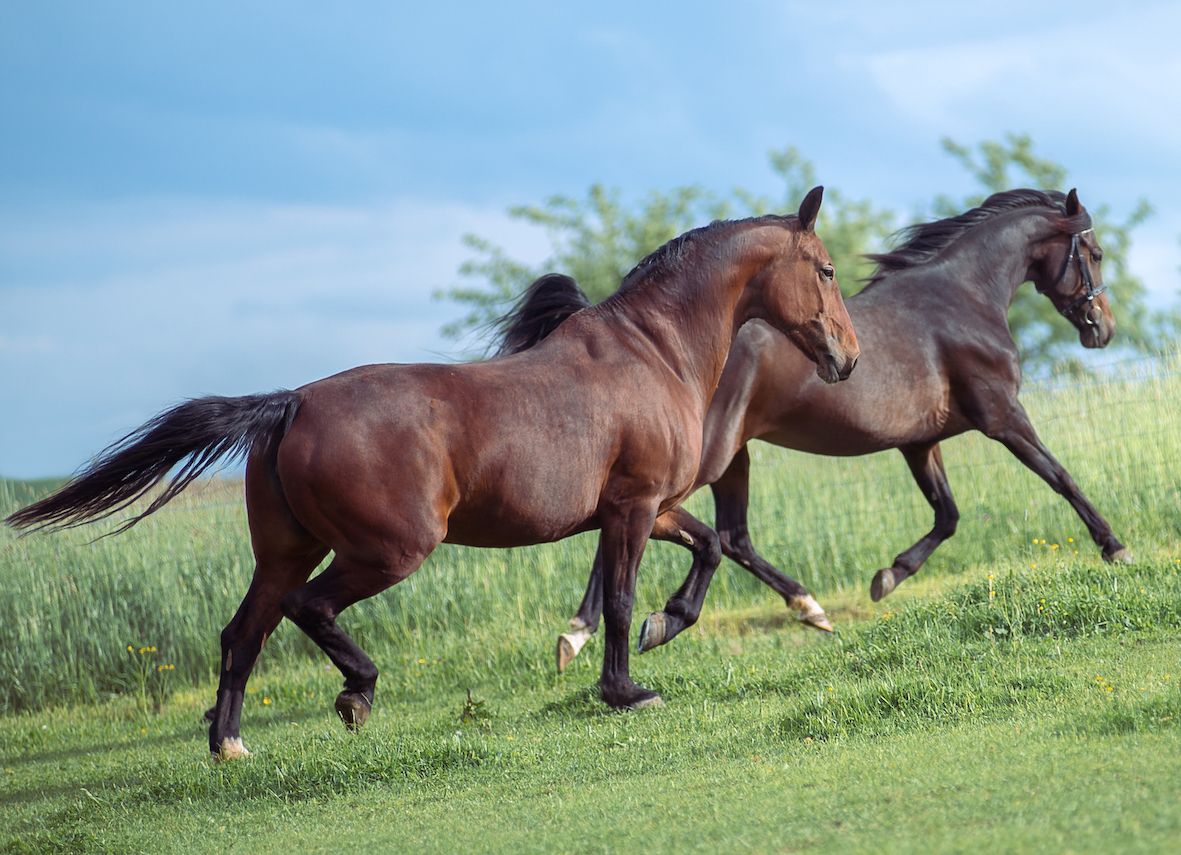 Polysaccharide Storage Myopathy: Learn more about PSSM in horses