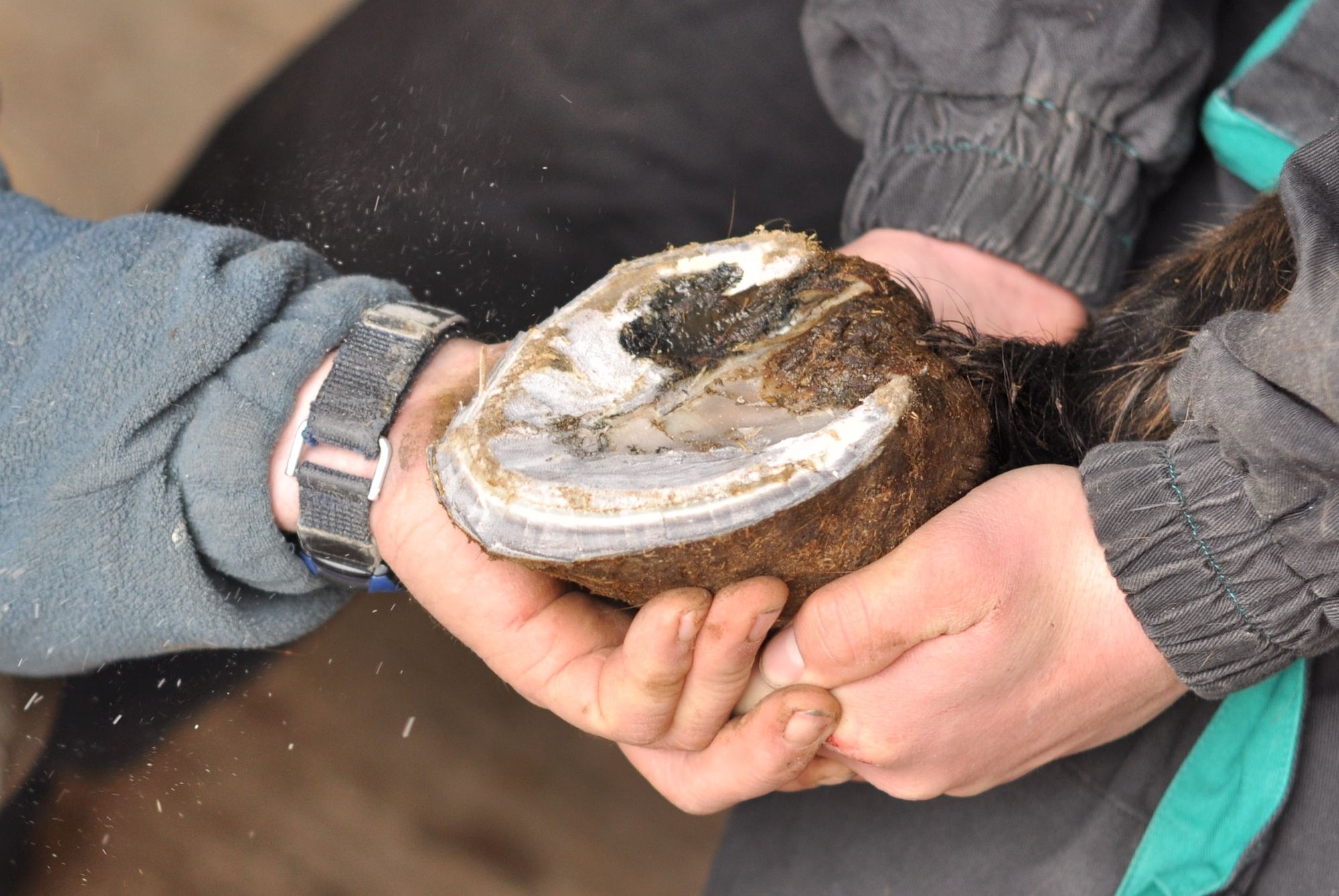 Thrush, White Line Disease, and Seedy Toe: dreaded hoof issues