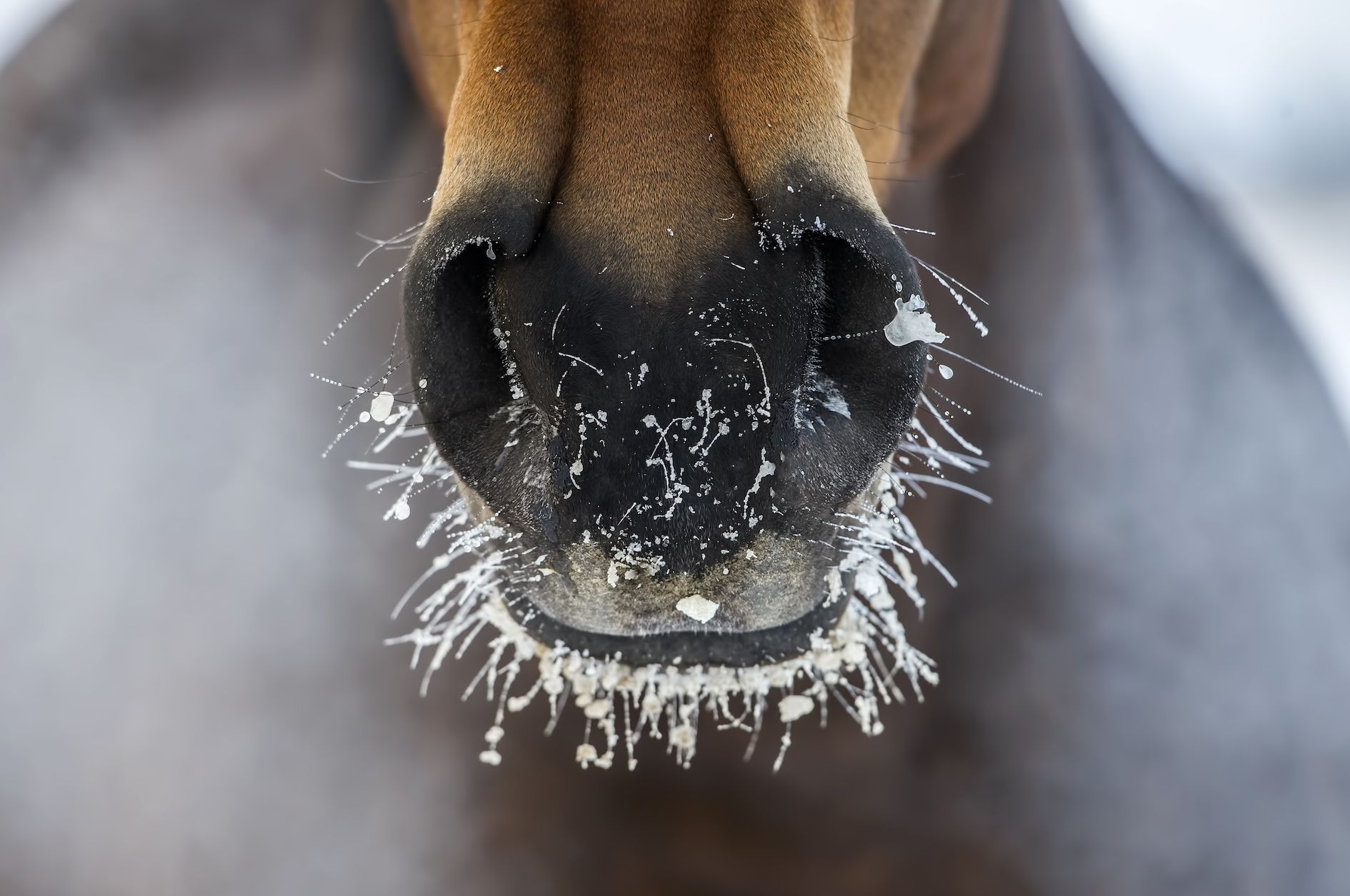 Winter Horse Care: Keeping your horse healthy, happy, and fit in cold weather