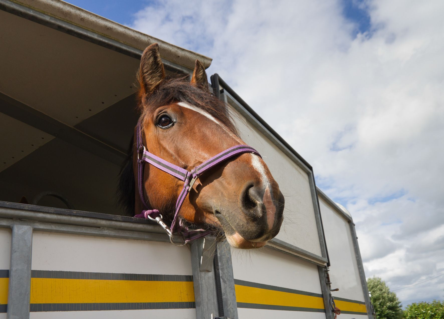 Travel trauma in horses