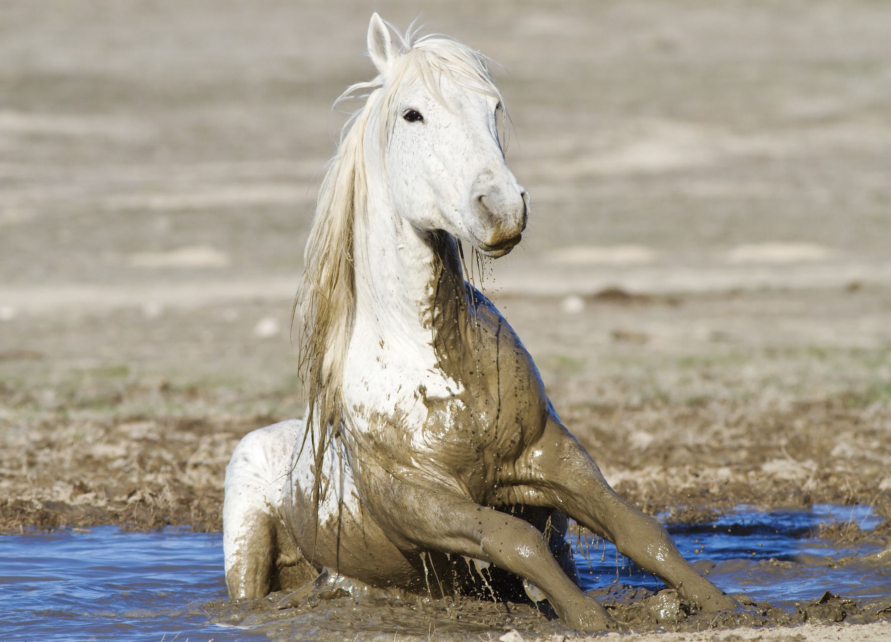 How to care for horses through floods and mud