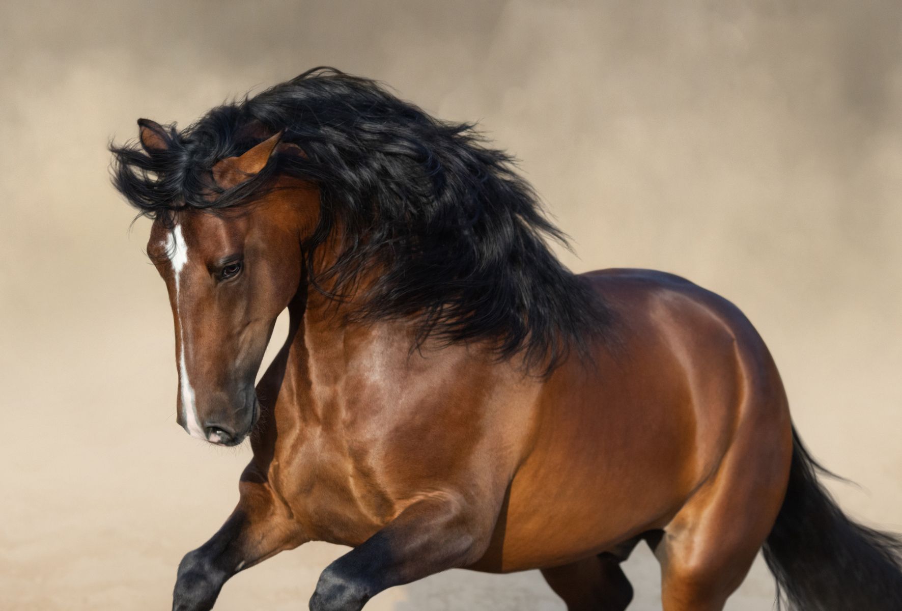 How to create mane to tail shine