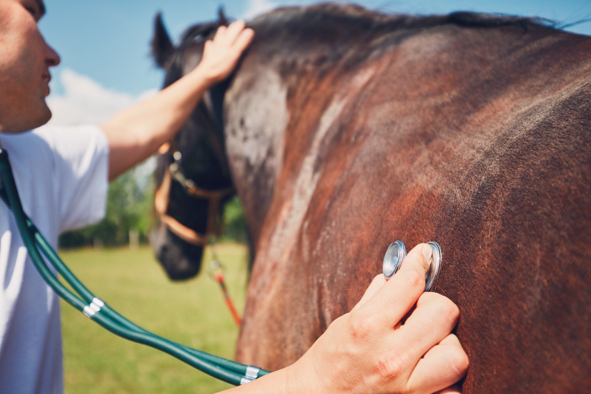 Stomach, or gastric, ulcers in horses